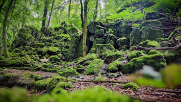 Moosbewachsene Felsen und üppiges Grün prägen eine friedliche Waldlandschaft.