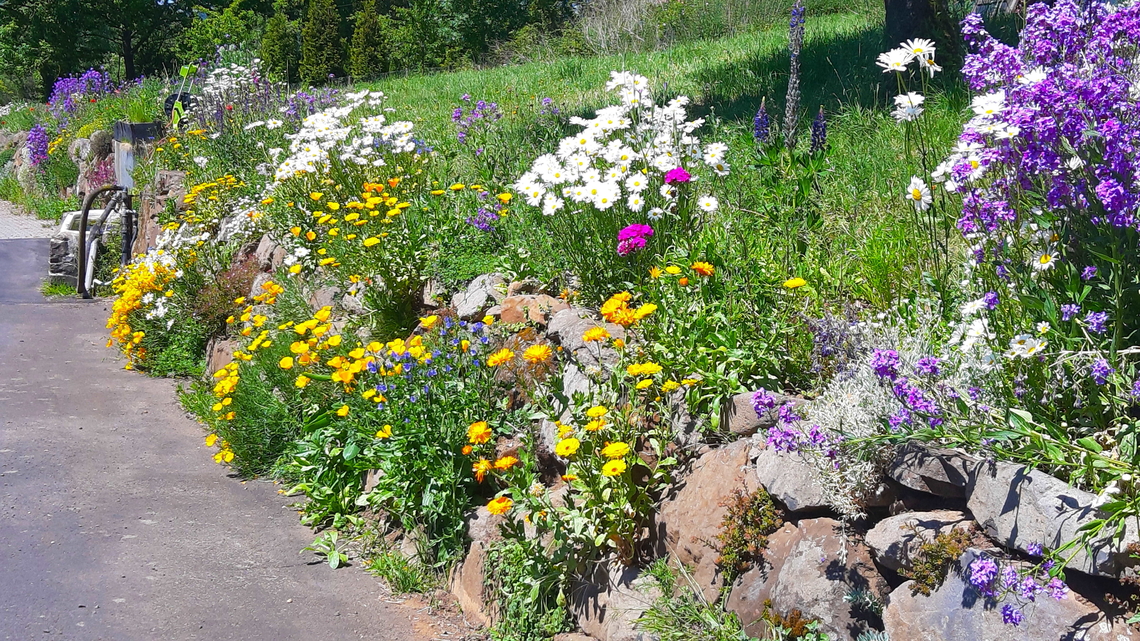 Blühender Blumenbeet mit bunten Wildblumen und Natursteinen entlang eines Wegs.