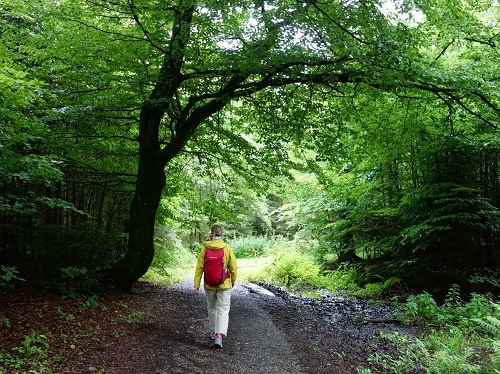 Person mit rotem Rucksack geht auf einem Waldweg unter dichtem grünen Blätterdach.