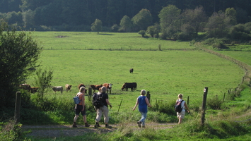 Vier Wanderer gehen auf einem Weg an einer üppig grünen Wiese vorbei, auf der Kühe grasen, während über ihnen ein strahlender Himmel zu sehen ist.