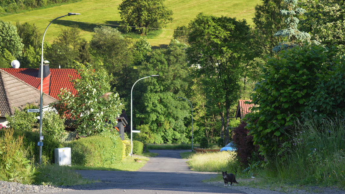 Eine ruhige, begrünte Straße in einer ländlichen Gegend mit viel Grün und Bäumen. Eine Katze läuft am Straßenrand entlang, und links sind Häuser mit roten Dächern zu sehen.